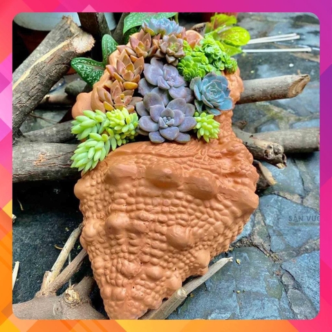 Chậu Gốm Đất Nung Hình Vỏ Ốc Nhọn - Gốm Sứ Sân Vườn - Trồng Sen Đá