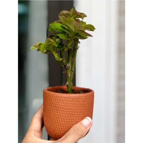 Chậu Gốm Đất Nung Dáng Trụ Tròn Vân Gạch - Gốm Sứ Sân Vườn - Trồng Sen Đá, Xương Rồng