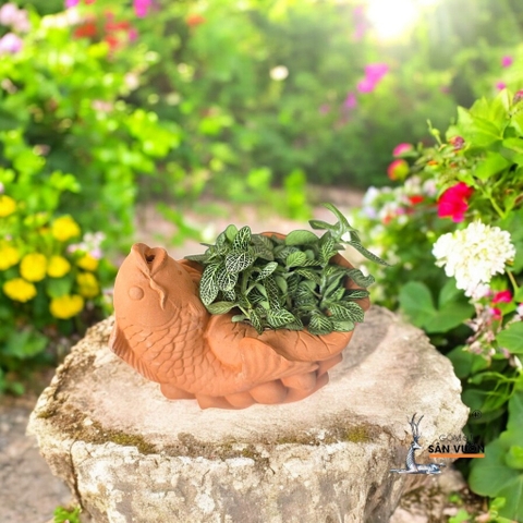 Chậu Gốm Đất Nung Hình Chậu Cá - Gốm Sứ Sân Vườn