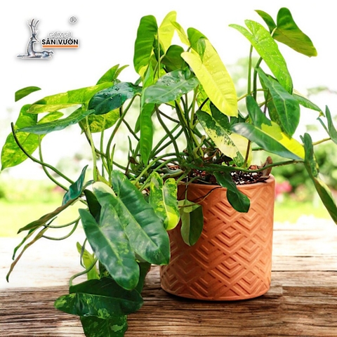 Chậu Gốm Đất Nung Trồng Cây Dáng Trụ Vân Lá Tre / Hình Thoi / Mặt Cười - Gốm Sứ Sân Vườn
