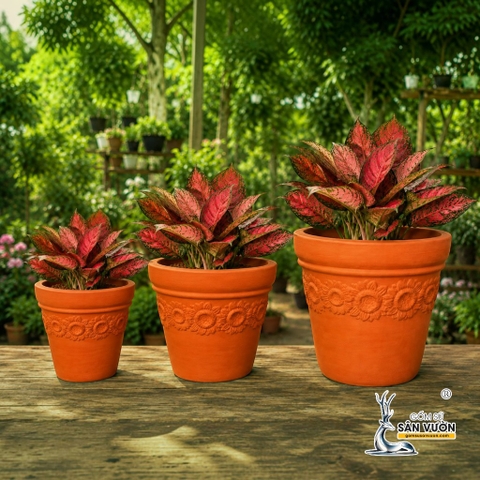 Bộ 3 Chậu Ly Gờ Vân Hoa Hướng Dương - Gốm Sứ Sân Vườn