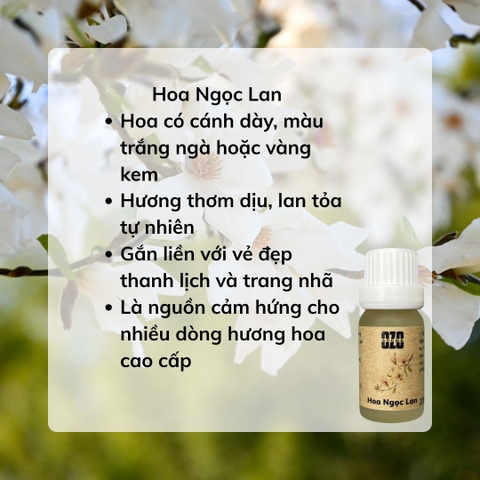 Hương Tinh Dầu Hoa Ngọc Lan