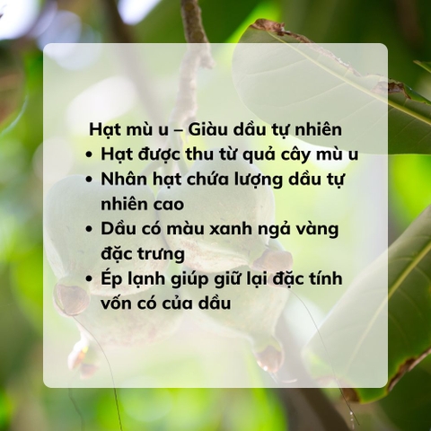 Dầu Mù U Ép Lạnh Thô - Chai 50ml