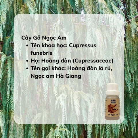 Tinh Dầu Gỗ Ngọc Am