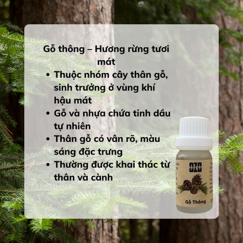 Tinh Dầu Gỗ Thông