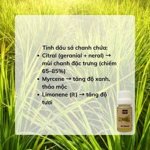 Tinh Dầu Sả Chanh