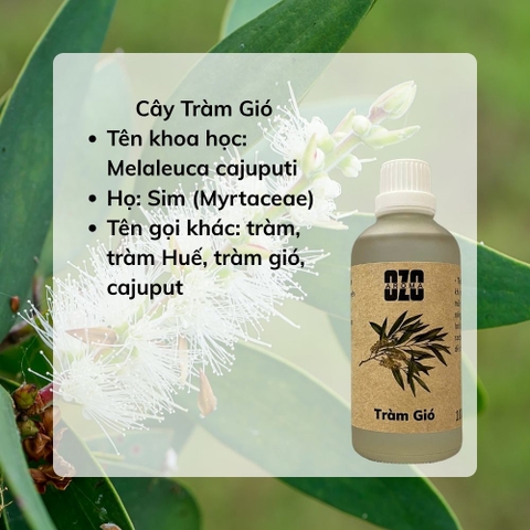Tinh Dầu Tràm Gió