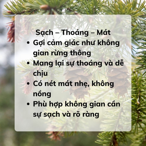 Tinh Dầu Gỗ Thông
