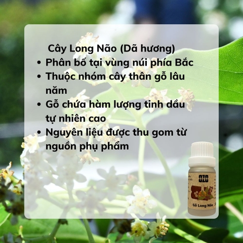 Tinh Dầu Gỗ Long Não