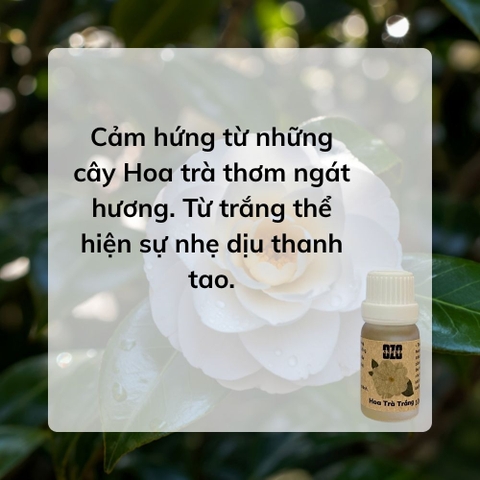 Hương Tinh Dầu Hoa Trà Trắng