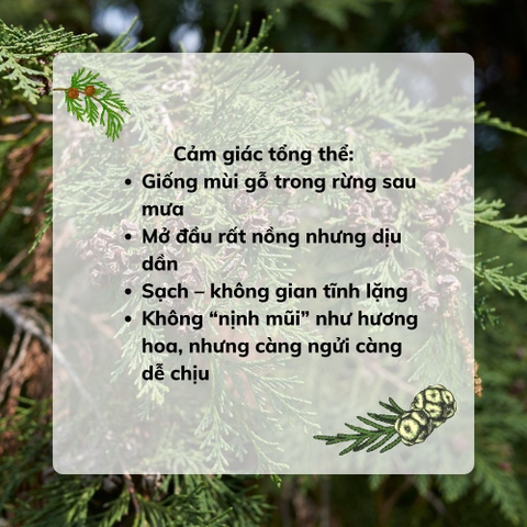 Tinh Dầu Gỗ Pơ Mu