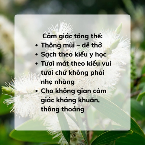 Tinh Dầu Tràm Gió