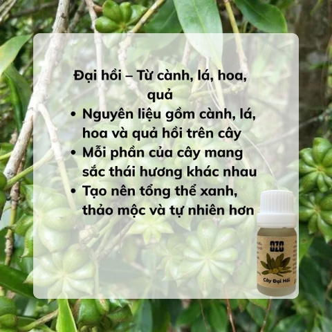 Tinh Dầu Hồi