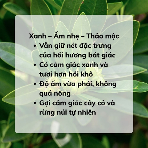 Tinh Dầu Hồi