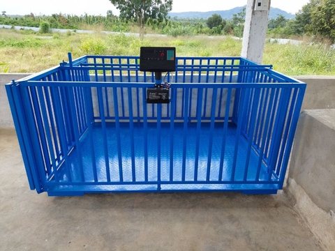 Cân heo điện tử D30-1 2 tấn 1.5x2m