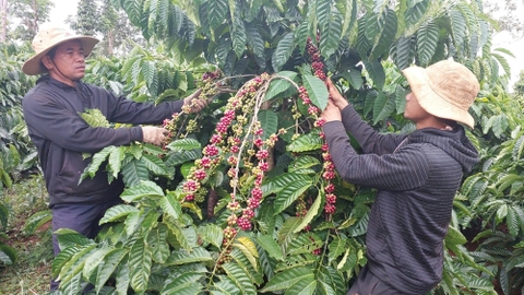 Dịch vụ chăm sóc vườn cà phê trọn gói: Hai bên cùng có lợi