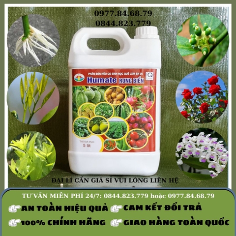 Humate Rong Biển Quế Lâm SH05 Can 5 lít