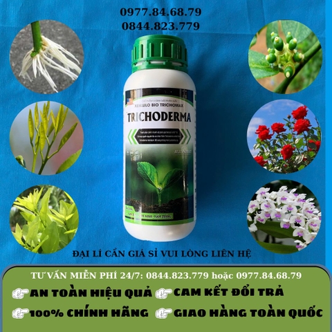 Trichoderma chai XD - GLA