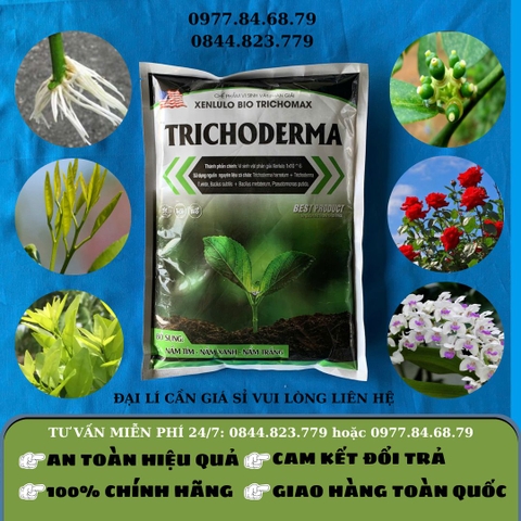 Trichoderma gói XD - GLA