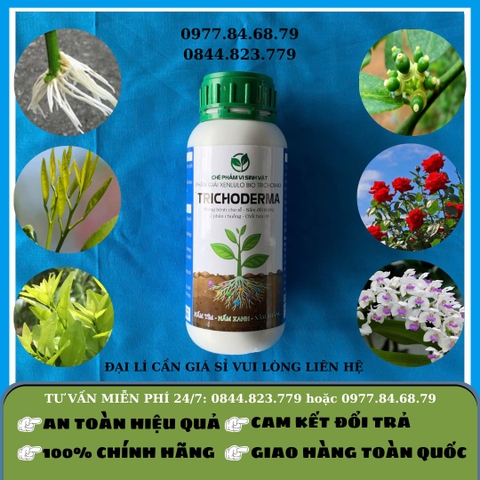 Trichoderma chai ND - GLA