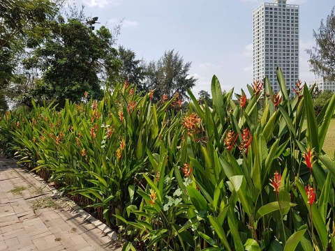 Bể tự hoại cải tiết kế hợp bãi lọc ngầm trồng cây xử lý nước thải hiệu quả trường học miền núi