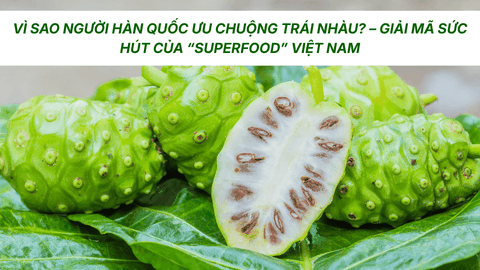 VÌ SAO NGƯỜI HÀN QUỐC ƯU CHUỘNG TRÁI NHÀU? – GIẢI MÃ SỨC HÚT CỦA “SUPERFOOD” VIỆT NAM