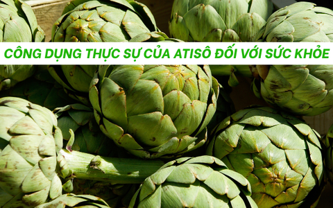Công dụng thực sự của Atisô đối với sức khỏe