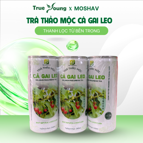 Trà Thảo Mộc Cà Gai Leo - The Moshav Farm