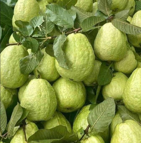Fresh Guava