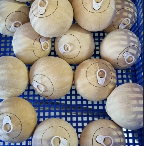 Fresh coconut with easy-open ring