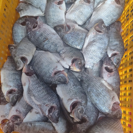 Whole Black Tilapia Moon Cut
