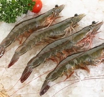 Frozen Vannamei Shrimp HOSO