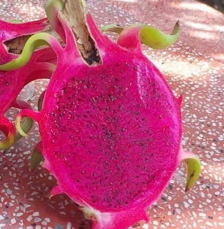 Fresh red dragon fruit
