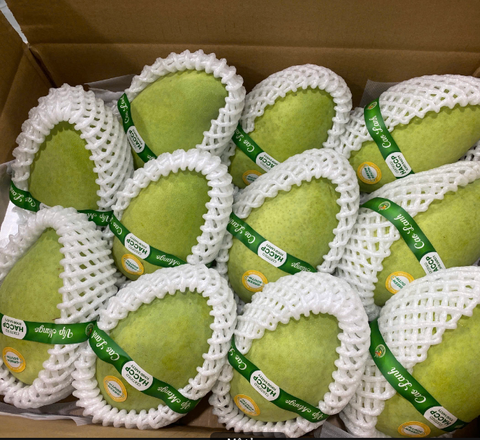 Green-skinned CatChu Mango