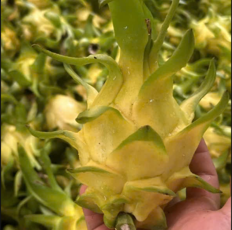 Fresh yellow dragon fruit