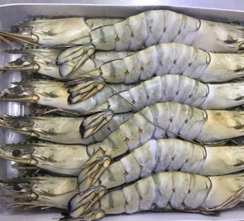 Raw Black tiger Hoso