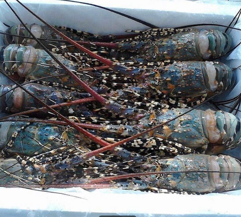 Ornate Spiny Lobster – Panulirus ornatus