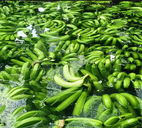 Green Cavendish Banana