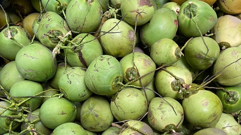Coconut Benefits: Hydration, Health, and Moderation