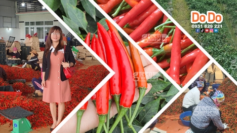 Vietnam Chili Export Industry Overview