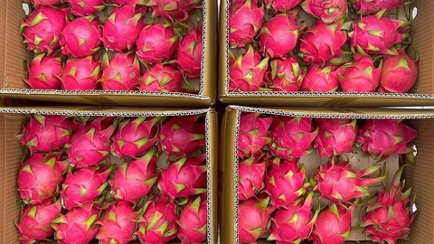 Dragon Fruit: Nutritional Benefits and Health Tips