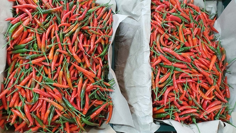 ỚT TƯƠI XUẤT KHẨU RỚT GIÁ KỶ LỤC