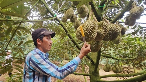 Thợ Gõ Sầu Riêng