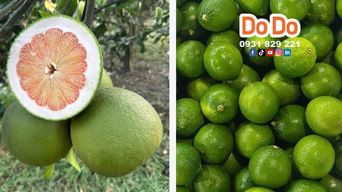 越南柚子柠檬2026 可以出口去中国 - Ký nghị định thư xuất khẩu bưởi, chanh sang Trung Quốc