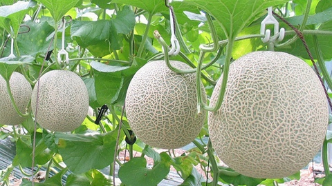 Vì sao nông nghiệp công nghệ cao trở thành xu hướng?
