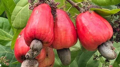 Why Cashew Nuts Are So Expensive