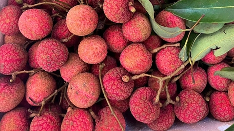 Poor harvest, higher standards for Bắc Ninh lychees