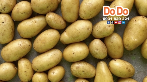 Khoai tây giá tốt Tháng 11, 2025 | Mua ngay