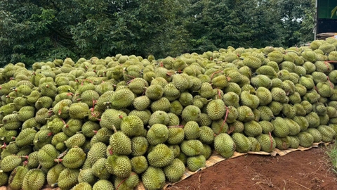 越南榴莲出口中国现状概述- Durian export