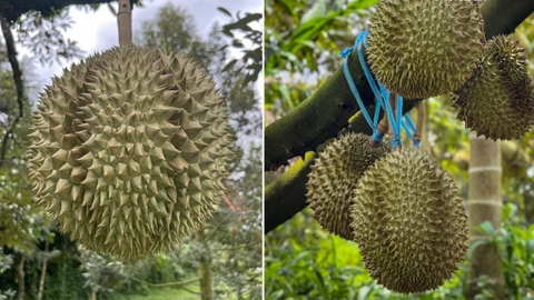 Vietnam Thailand Durian Export 2026